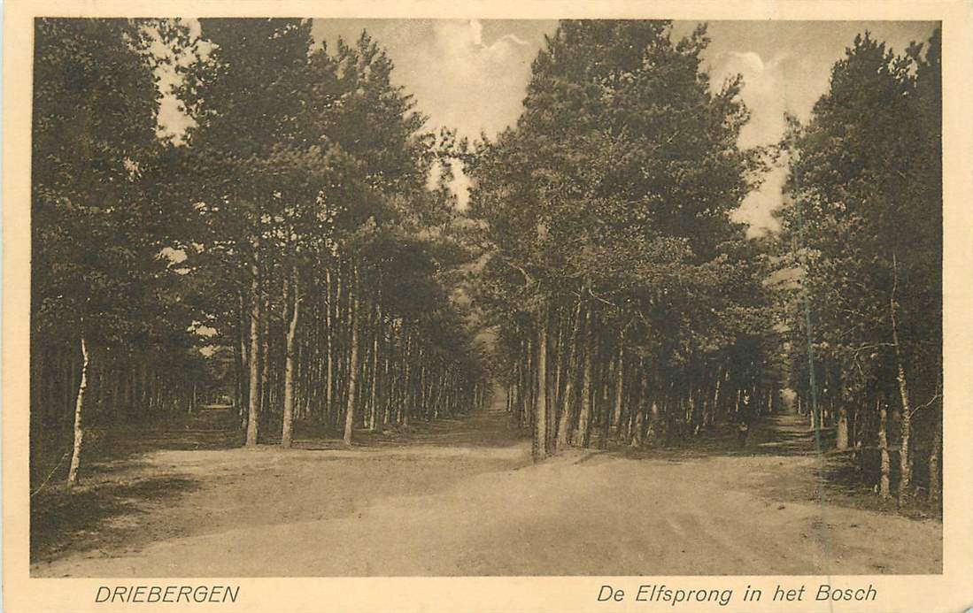 Driebergen De Elfsprong in het Bosch