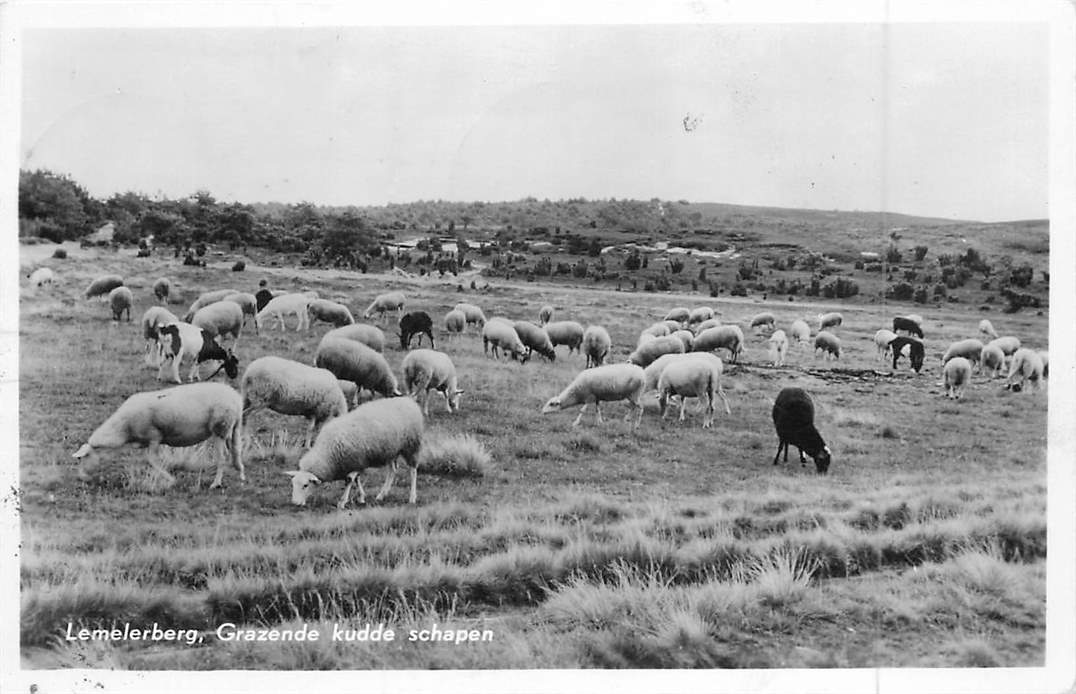 Lemelerberg Grazende kudde schapen
