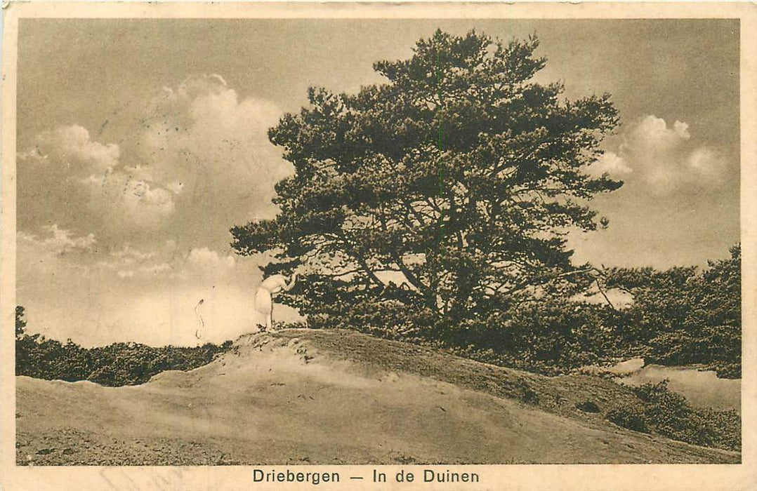 Driebergen In de Duinen