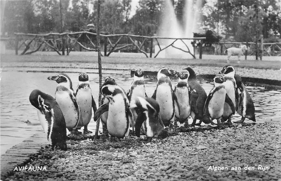 Alphen aan de Rijn Avifauna