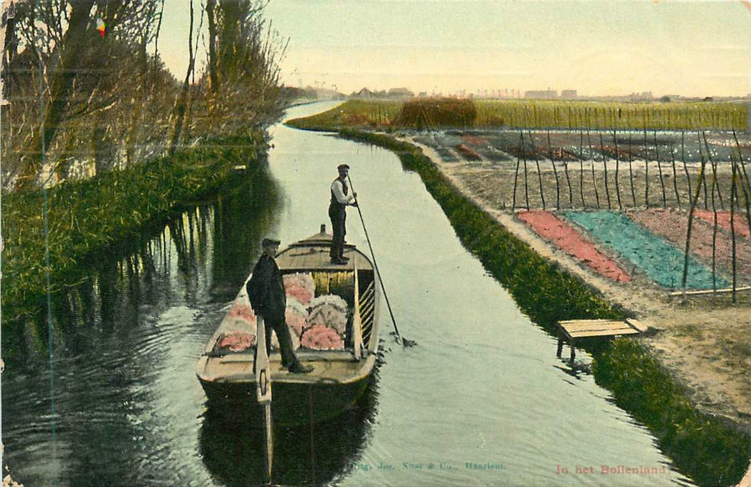 In het Bollenland