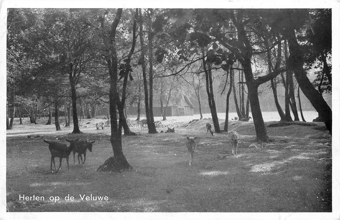 Herten op de veluwe