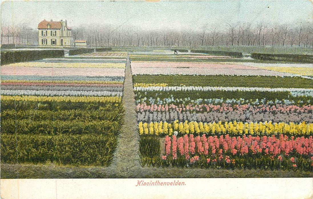 Hiacinthenvelden