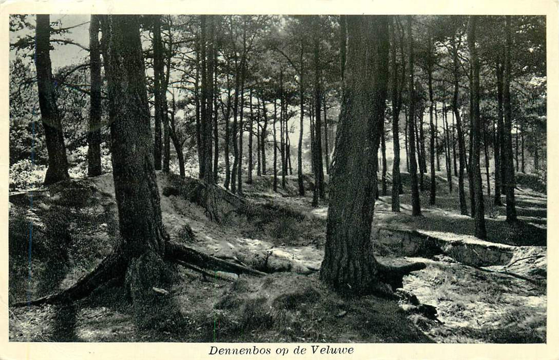 Dennenbos op de Veluwe