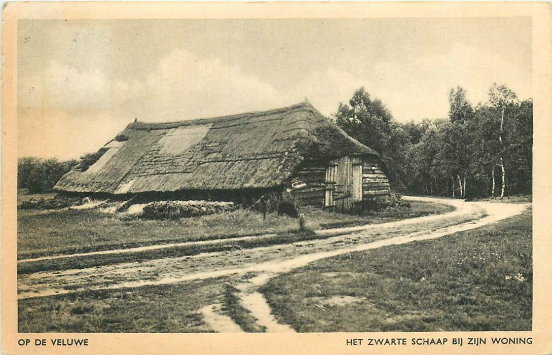 Op de Veluwe Het Zwarte Schaap