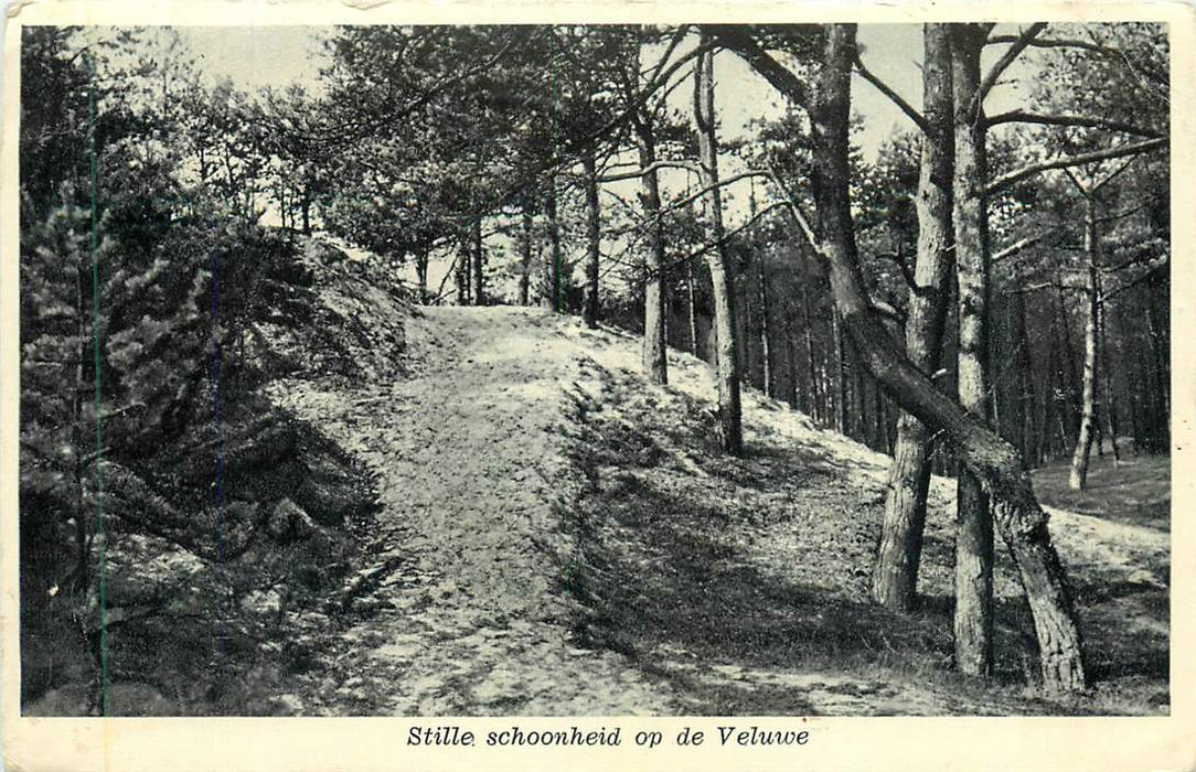 Stille schoonheid op de Veluwe