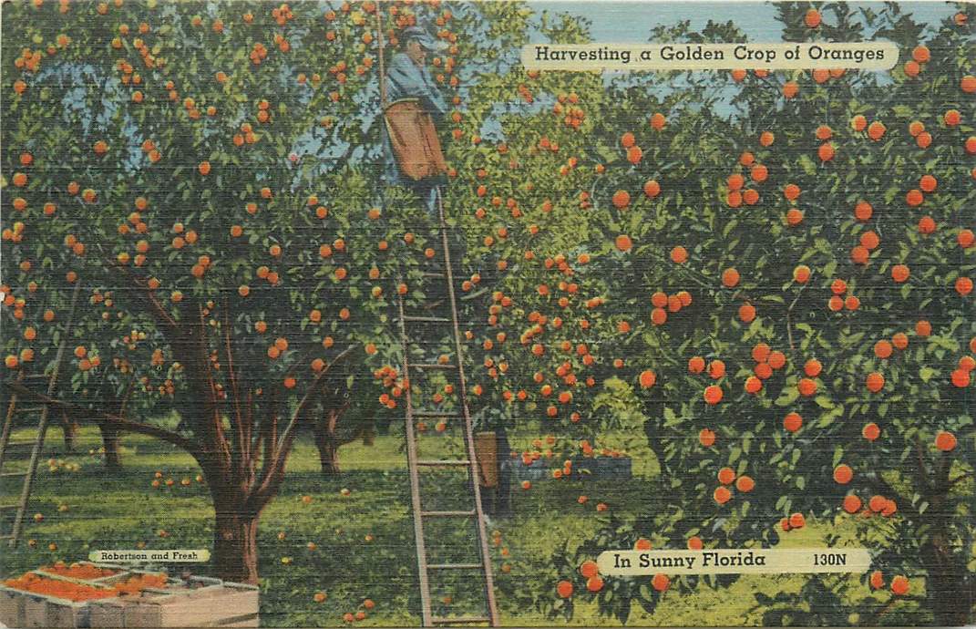 Florida Harvesting a Golden crop of Oranges