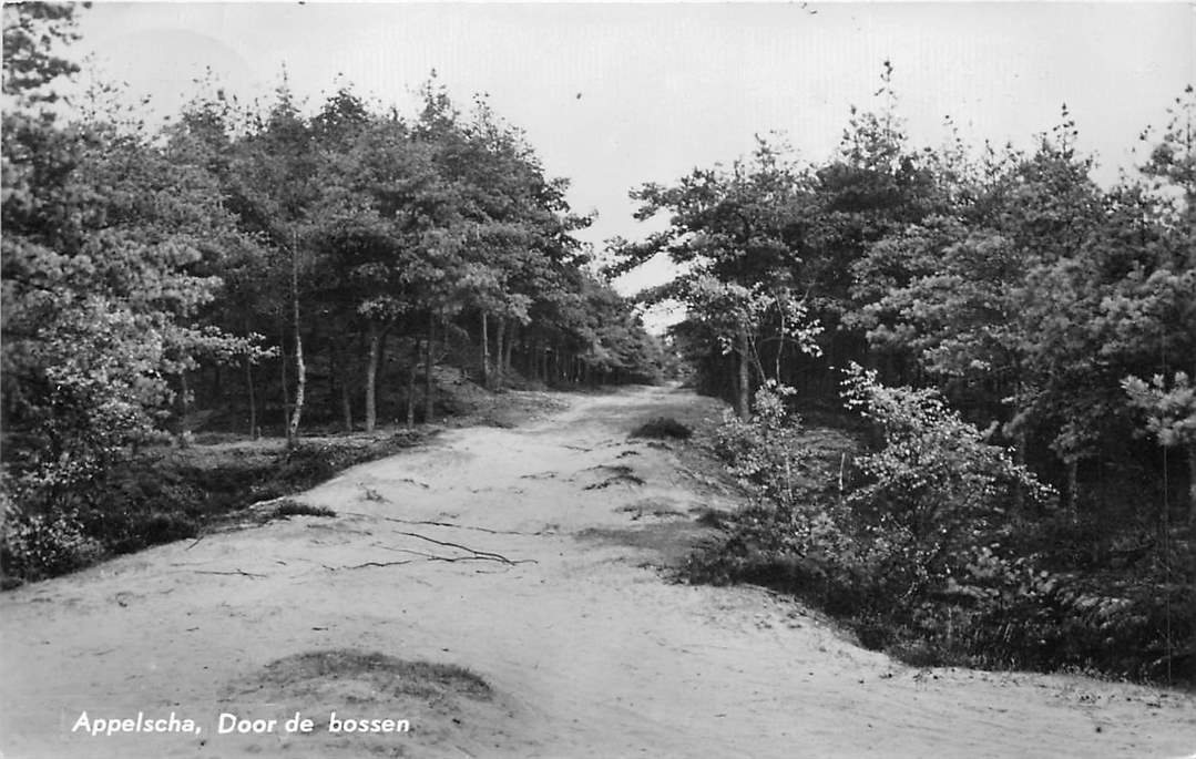 Appelscha Door de bossen