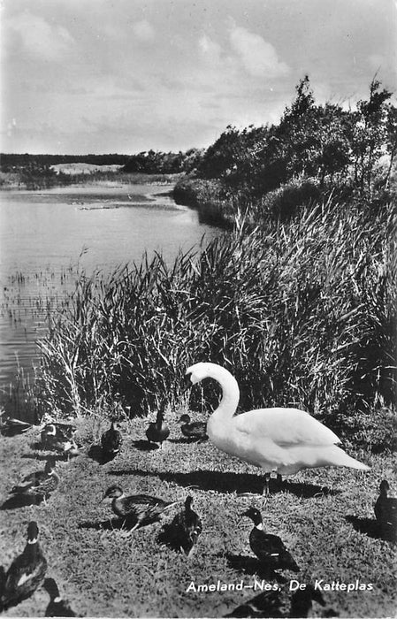 Ameland De Katteplas