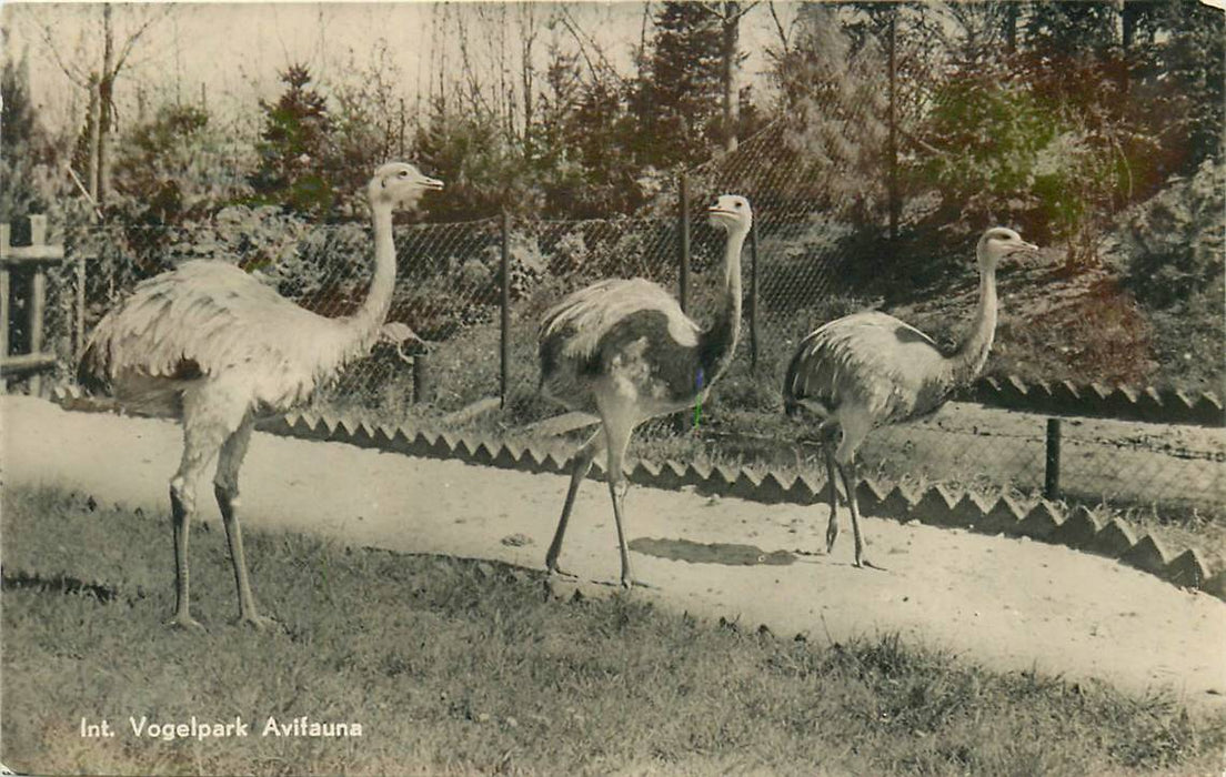 Alphen aan den Rijn Avifauna