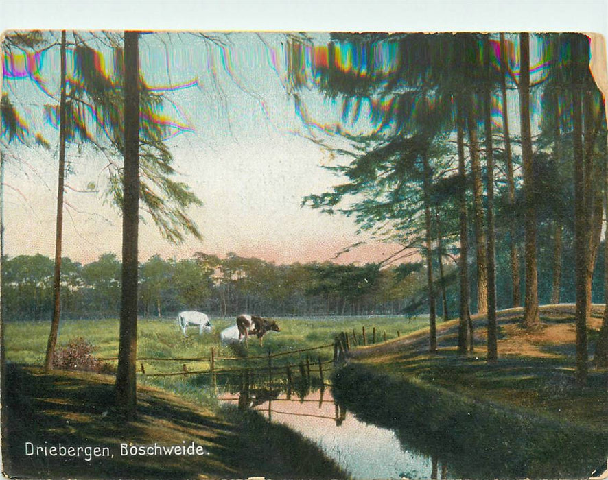 Driebergen-Rijsenburg Boschweide