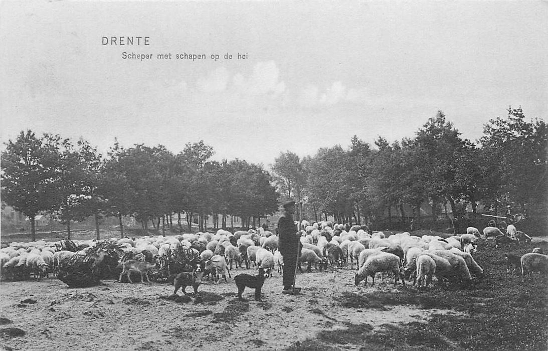 Drenthe Scheper met Schapen op de Heide