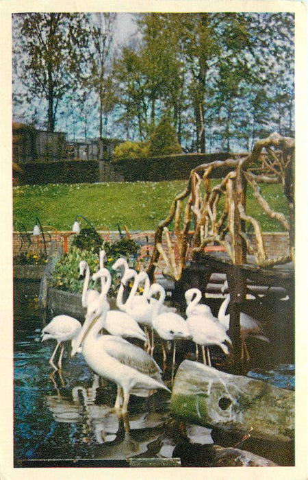 Alphen aan den Rijn Avifauna