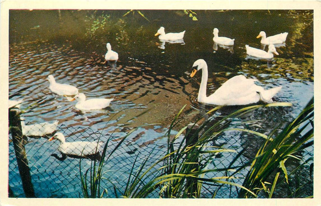 Alphen aan den Rijn Avifauna