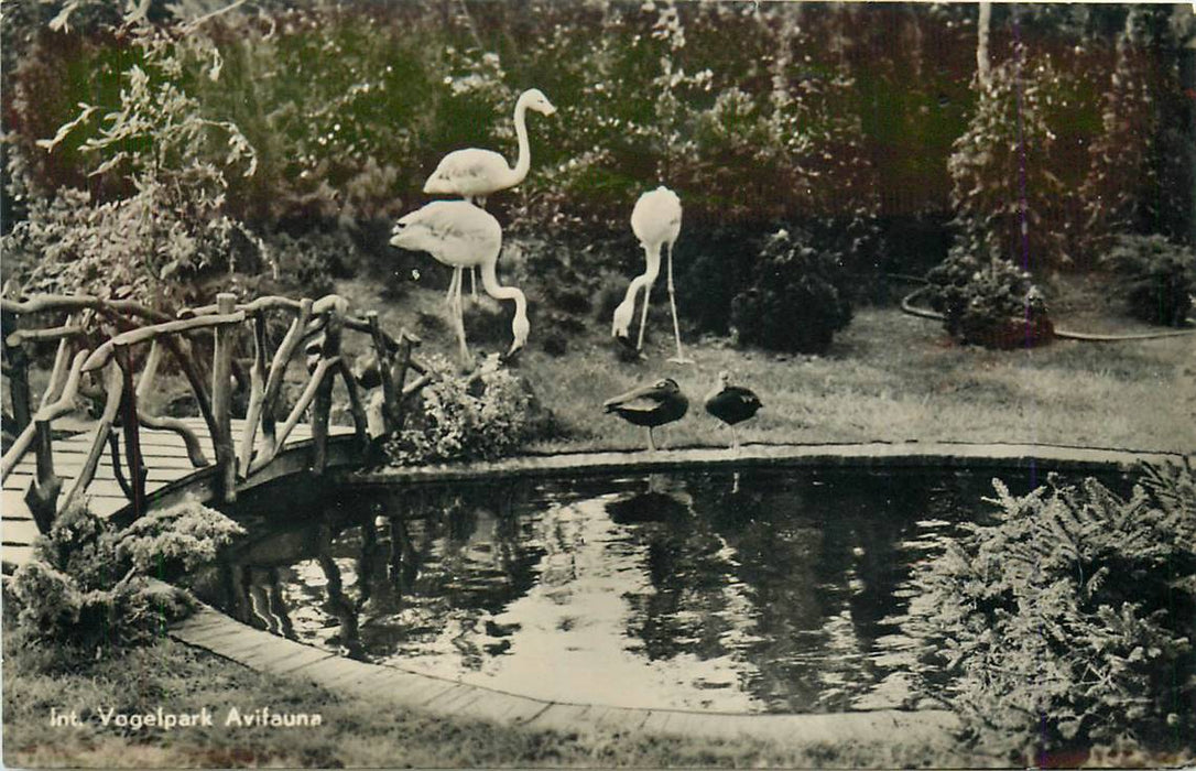 Alphen aan den Rijn Avifauna