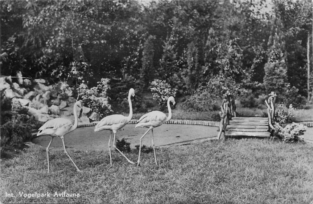 Alphen aan den Rijn Avifauna