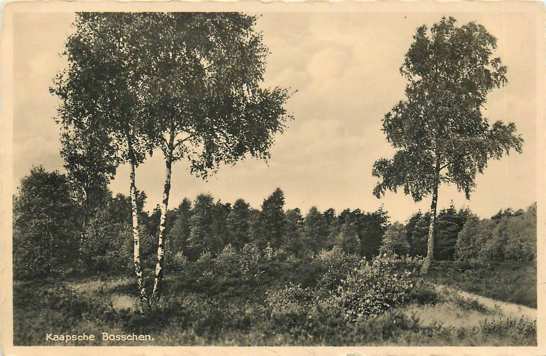 Doorn Kaapsche Bosschen