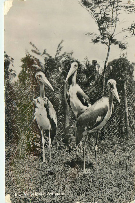 Alphen aan den Rijn Avifauna