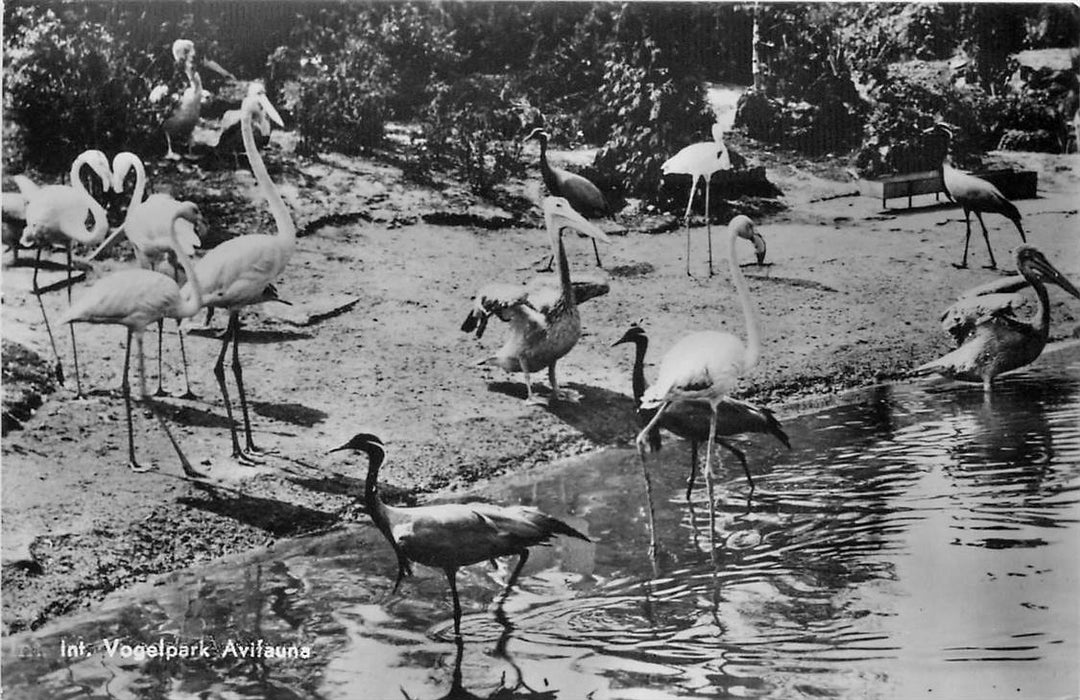 Alphen aan den Rijn Avifauna