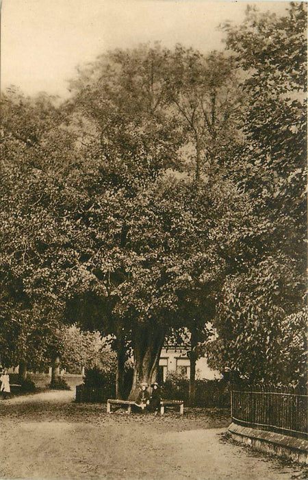 Bergen (NH) De oude Lindeboom