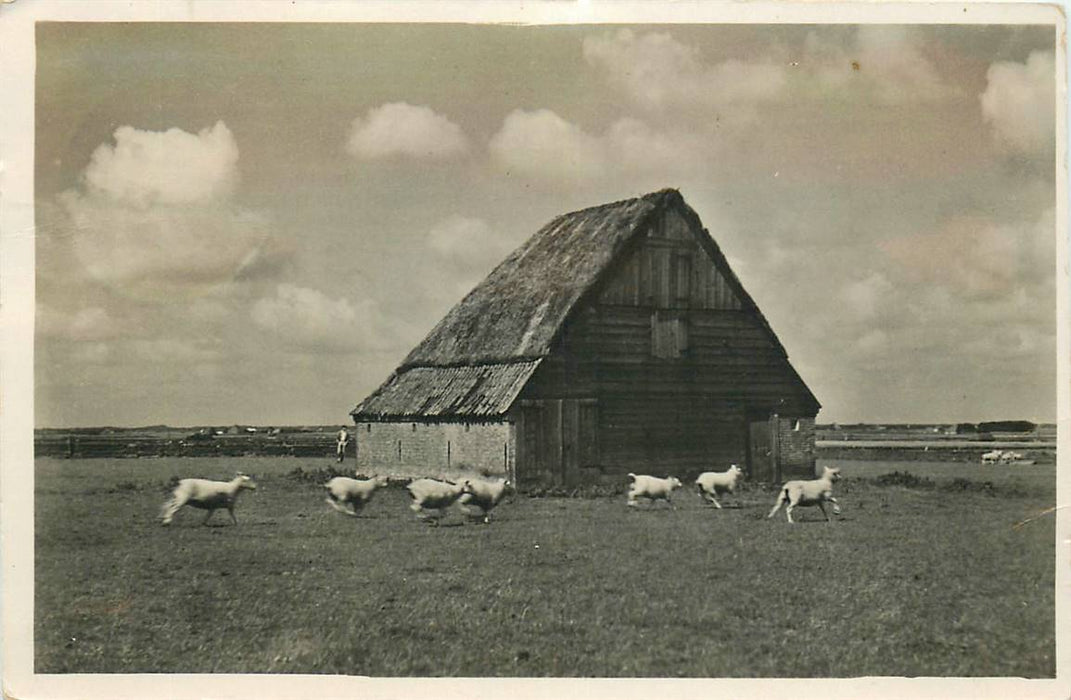 Texel Schapenboet