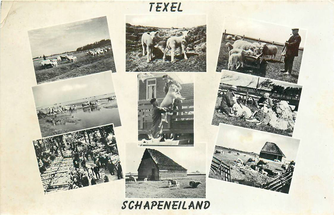 Texel Schapeneiland