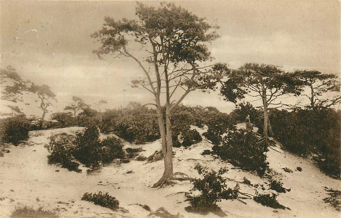 Bergen (NH) In de Duinen