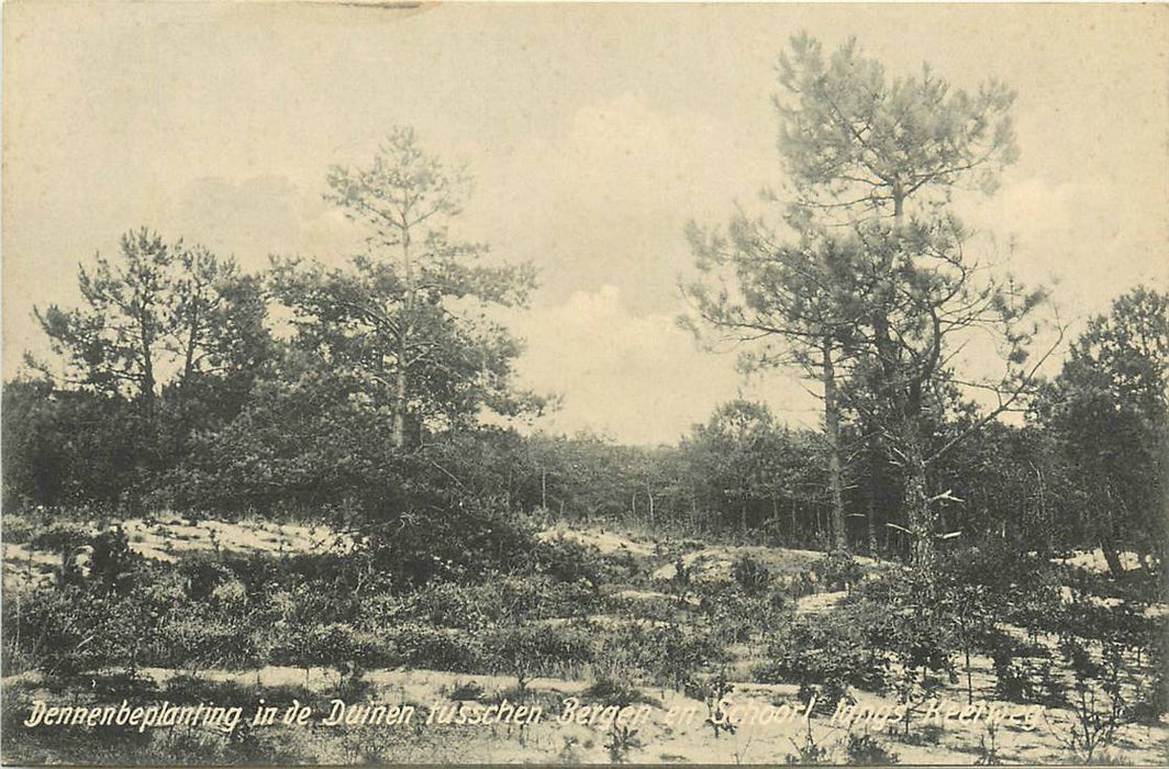 Bergen (NH) Dennenbeplanting in de Duinen