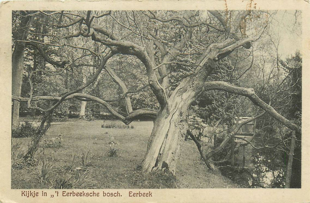 Eerbeek Kijke in t Eerbeeksche bosch