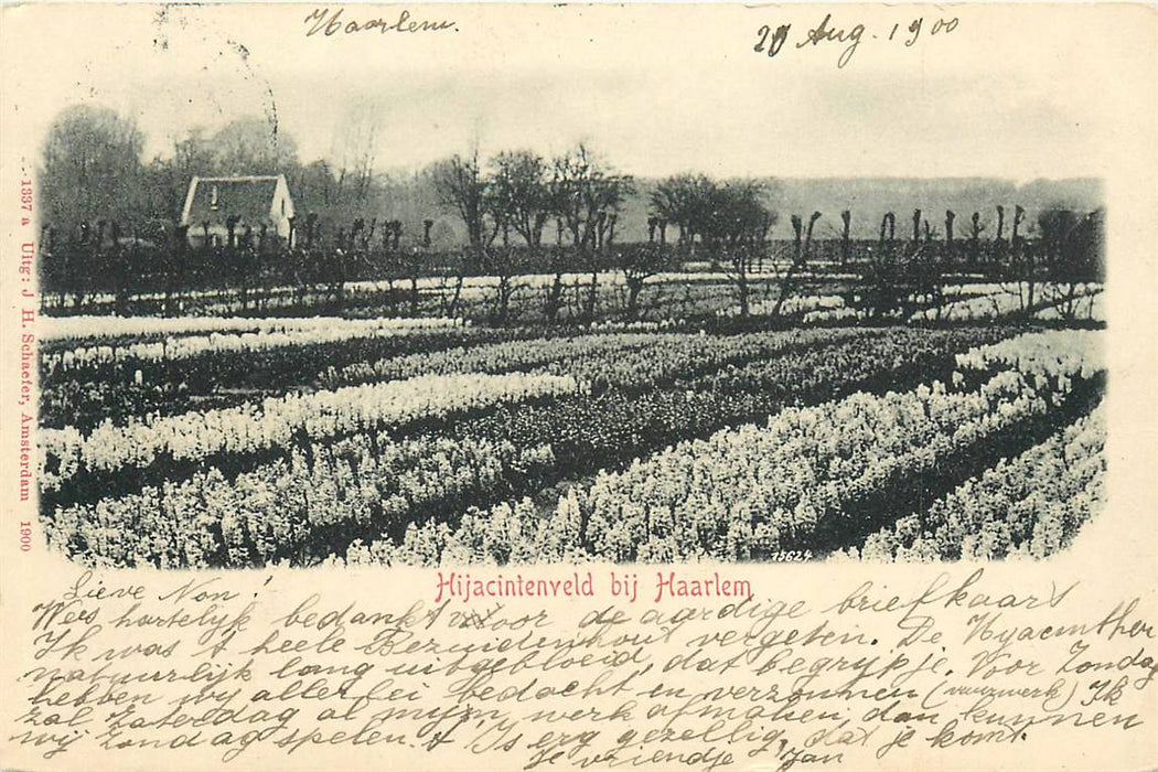 Haarlem Hijacintenveld