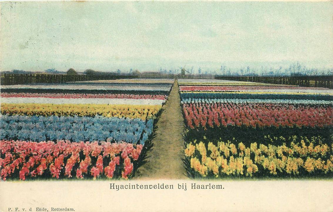 Haarlem Hyacintenvelden