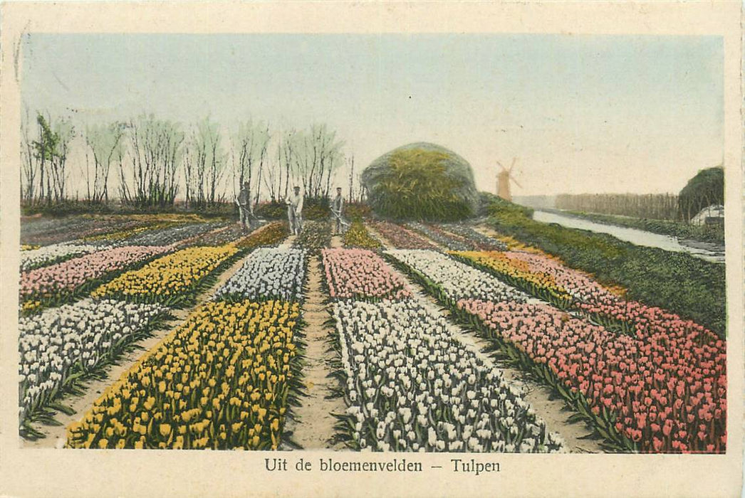 Nederland Uit de bloemenvelden