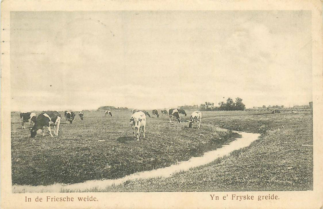 in de Friesche weide