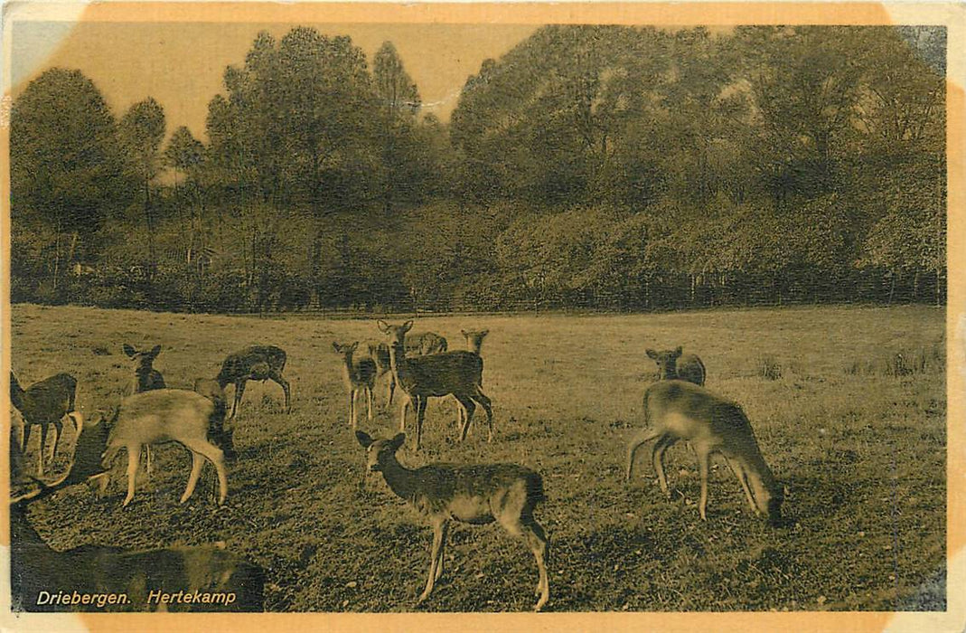 Driebergen-Rijsenburg Hertekamp