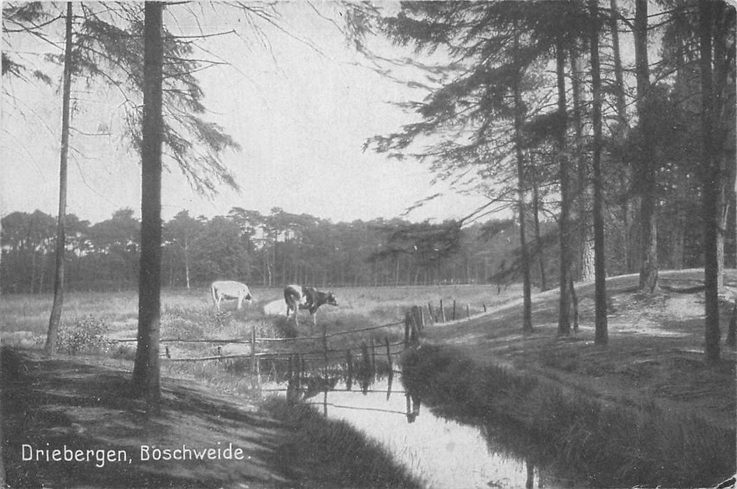 Driebergen-Rijsenburg Boschweide