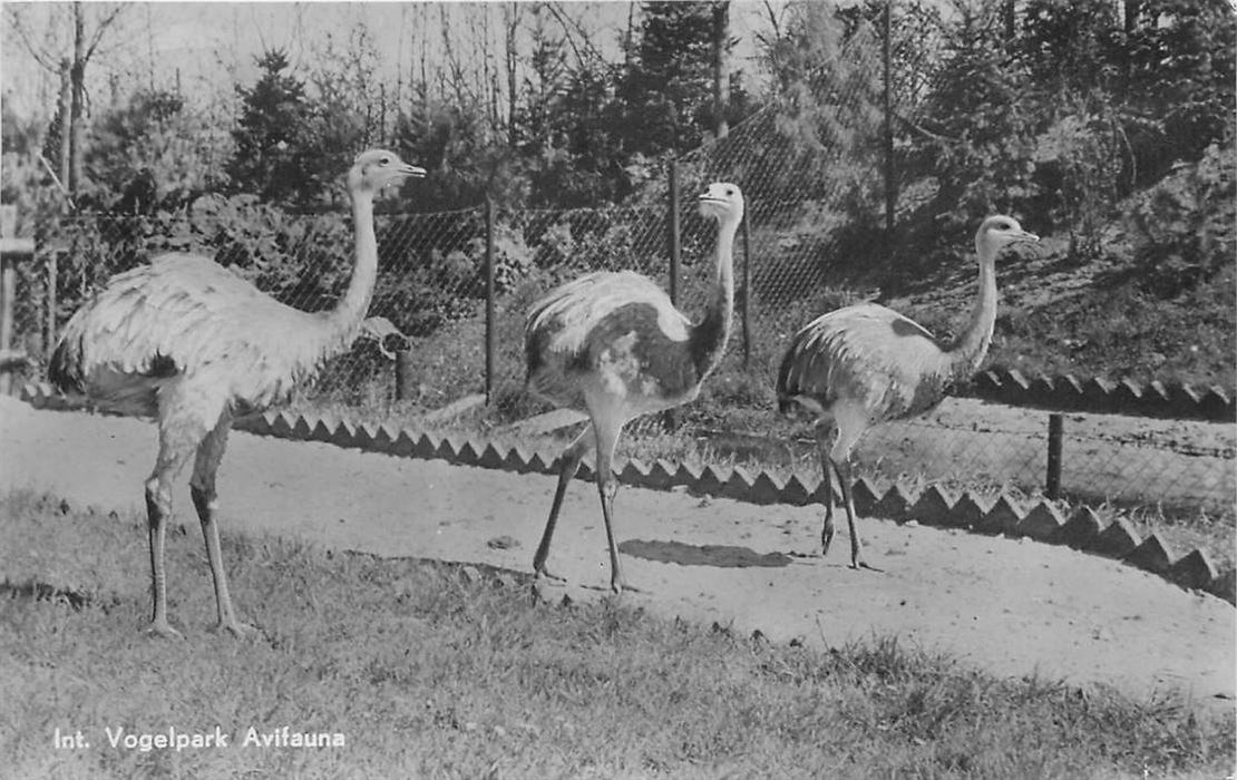 Alphen aan den Rijn Avifauna