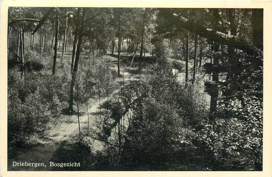 Driebergen-Rijsenburg Bosgezicht