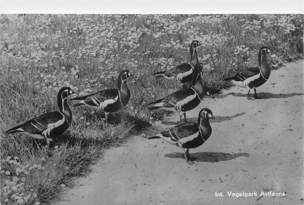 Alphen aan den Rijn Avifauna