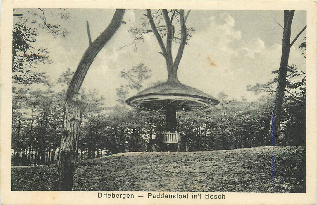 Driebergen-Rijsenburg Paddenstoel n t Bosch