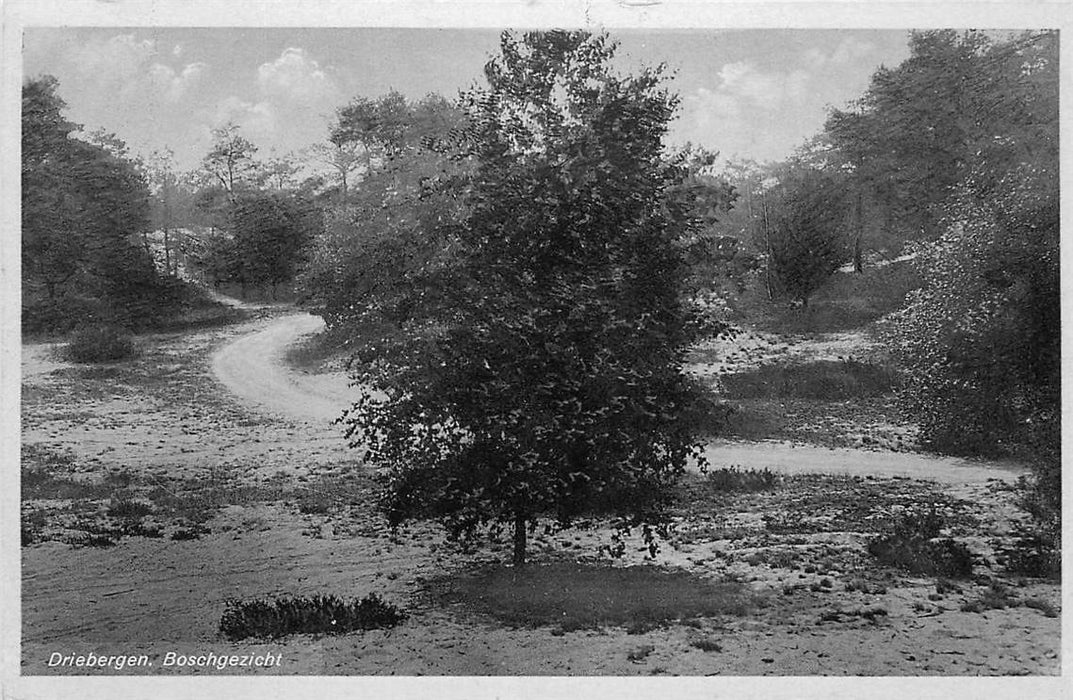 Driebergen-Rijsenburg Boschgezicht