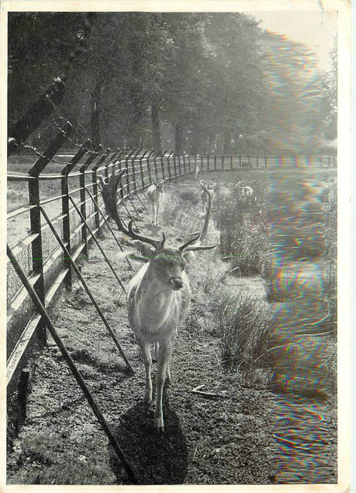 Driebergen-Rijsenburg Hertenkamp