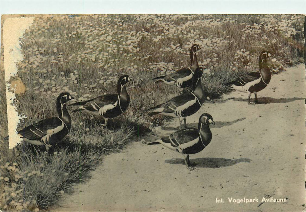 Alphen aan den Rijn Avifauna