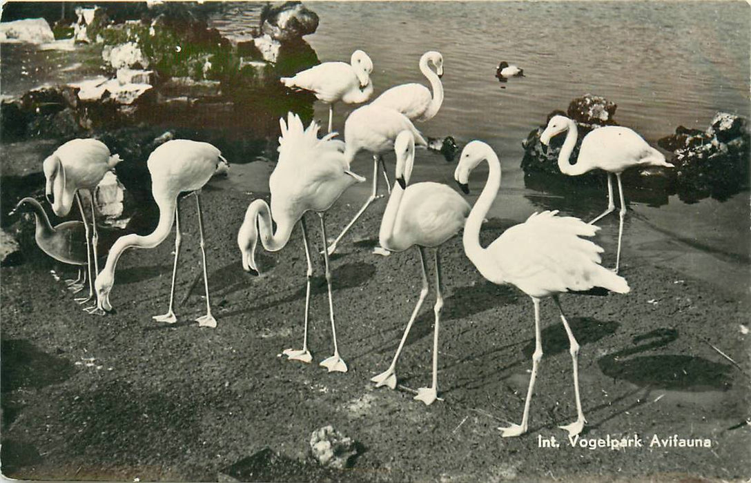 Alphen aan den Rijn Avifauna