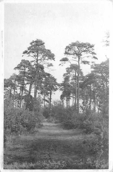 Driebergen-Rijsenburg Driebergsebos