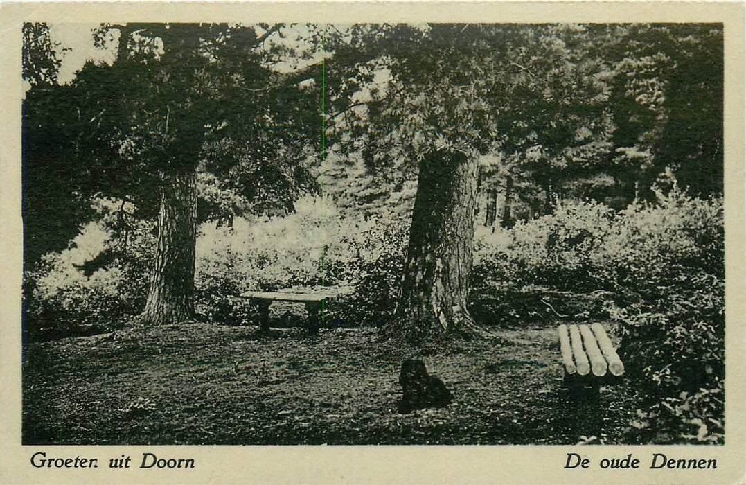 Doorn de oude Dennen