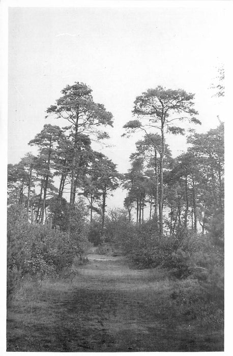 Driebergen-Rijsenburg Driebergsebos