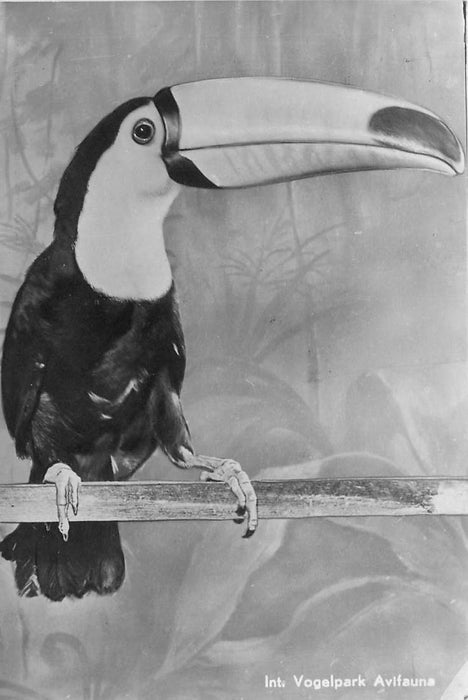 Alphen aan den Rijn Avifauna