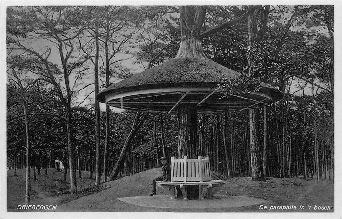 Driebergen-Rijsenburg De parapluie in t Bosch