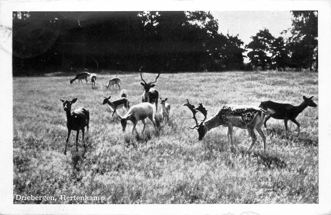 Driebergen-Rijsenburg Hertenkamp