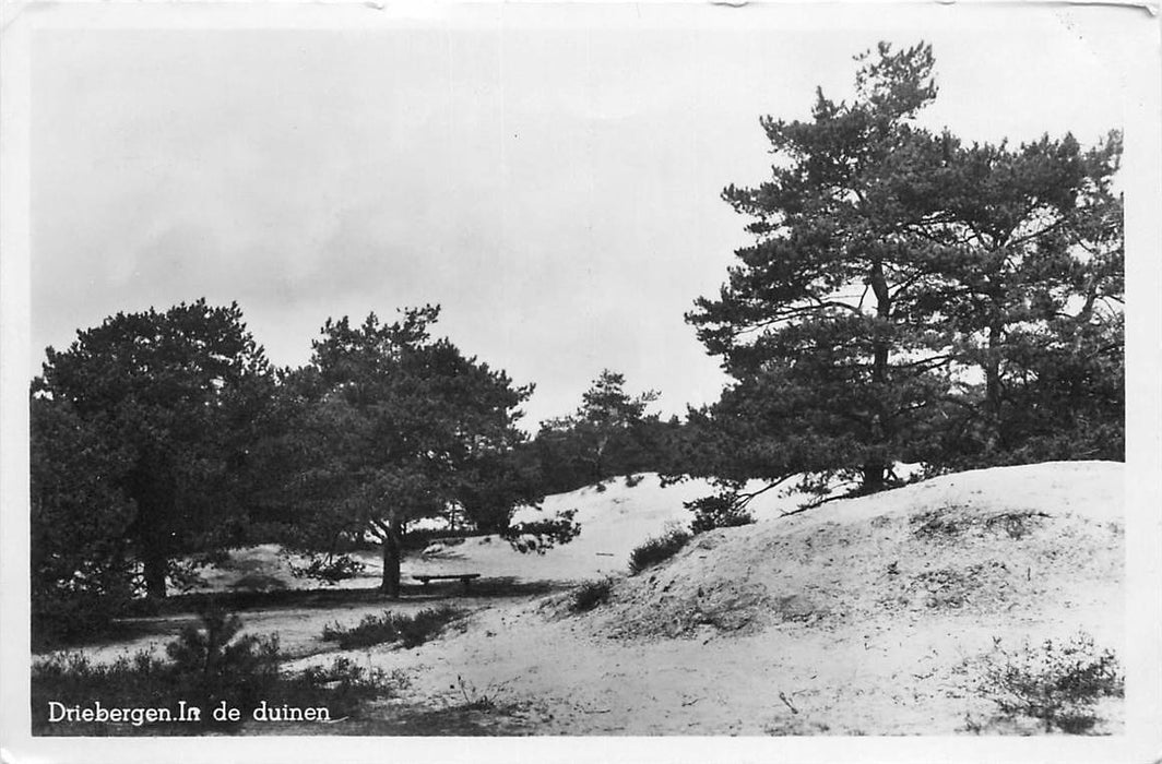 Driebergen-Rijsenburg In de duinen